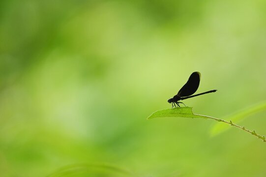 Closeup male Euphaea masoni dragonfly perching on green leaf near the waterfall in Thailand. Abstract blurred background. Copy space wallpaper.