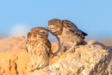 The little owl (Athene noctua), also known as the owl of Athena or owl of Minerva