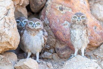 The little owl (Athene noctua), also known as the owl of Athena or owl of Minerva
