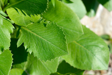 Single-flowered sawwort