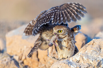 The little owl (Athene noctua), also known as the owl of Athena or owl of Minerva