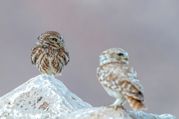 The little owl (Athene noctua), also known as the owl of Athena or owl of Minerva