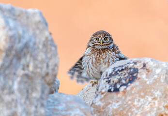 The little owl (Athene noctua), also known as the owl of Athena or owl of Minerva