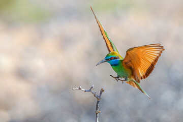 Fototapeta na wymiar bee-eater