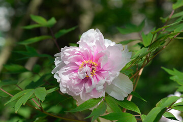 Tree peony