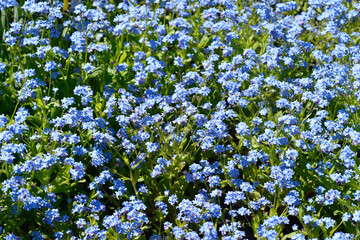Ultramarine forget-me-not