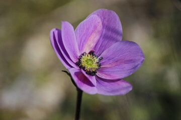 macro flower