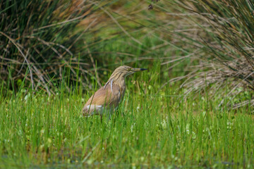 Squacco Heron (Ardeola ralloides) walking through the grass
