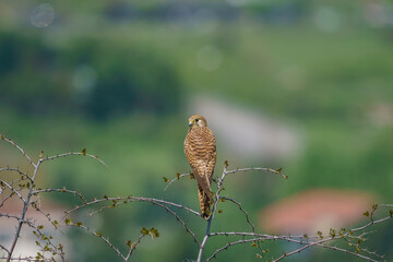 Common Kestrel (Falco tinnunculus) perched on tree branch