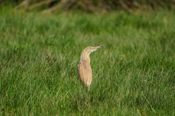 Squacco Heron (Ardeola ralloides) walking through the grass