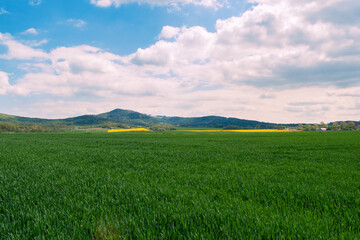 Fototapeta premium green field and sky