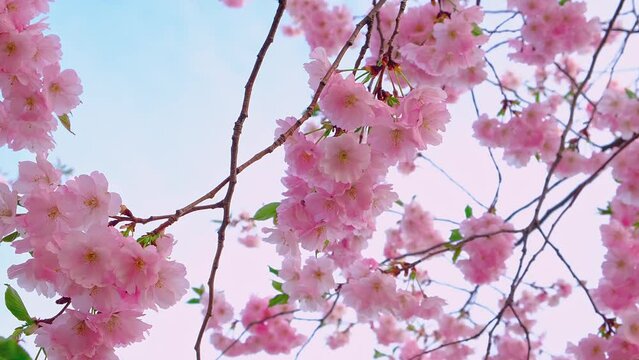 Panning across blooming sakura branches in wind. Clusters of soft pink flowers. Sky background. Floral bokeh. Japanese cherry blossoms bloom. Relaxing time in garden. Tender is spring. Travel to Japan