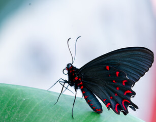 butterfly on a leaf