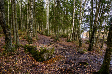 stone path. beautiful forest and fresh air. sandy path. walk along the trail through the forest