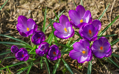 Violet crocuses in early spring garden. Close-up of flowering crocuses Ruby Giant on natural green background. Soft selective focus.