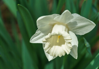 Close-up of beautiful Trumpet Narcissus Daffodil Mount Hood. Snow-white daffodil flower on green leaves background. Springtime landscape, fresh wallpaper, nature concept