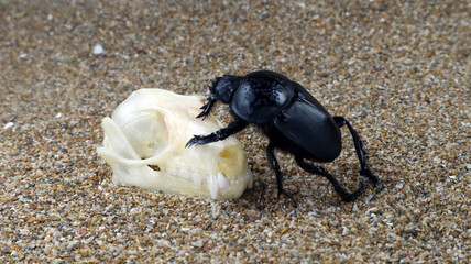 Sacred scarab beetle Scarabaeus and skull of giant bat.