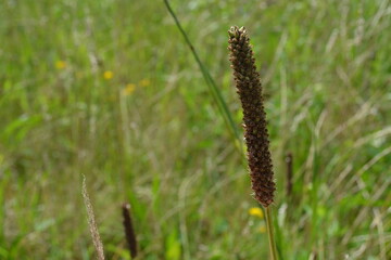 Wegerich Blüte Frühling