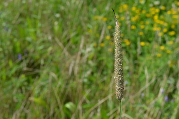 Spitzwegerich auf Wiese  