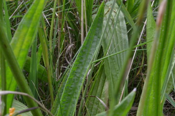 Spitzwegerich auf Wiese  