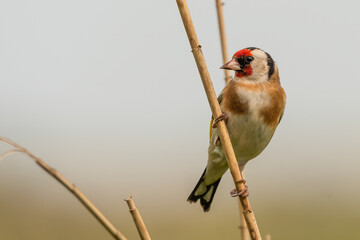European goldfinch (Carduelis carduelis) closeup portrait. Colourful British bird in the finch family.
