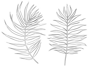 Black outline tropical palm leaves, isolated wedding invitation element illustration