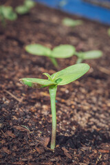Rain drops on green seedlings in the early morning, Cape Town, South Africa