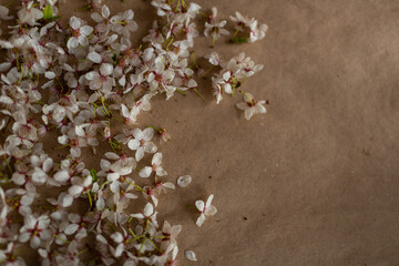 Flowers in blossom on paper background. Spring floral 