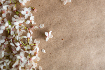 Fototapeta na wymiar Flowers in blossom on paper background. Spring floral 