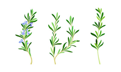 Rosemary flowering plants set. Fragrant spice herb vector illustration