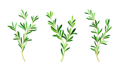 Rosemary plant twigs set. Fragrant spice herb branches vector illustration