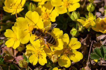 Macro of a bee, bombus, on a potentilla fruticosa blossom with blurred bokeh background pesticide free environmental protection save the bees biodiversity concept - obrazy, fototapety, plakaty