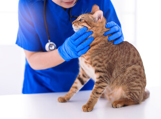 Veterinarian examining cute cat  in clinic