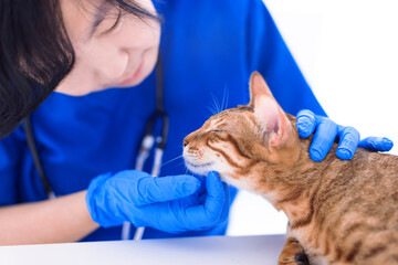 Female vet is scratching and stroking furry pet with hand