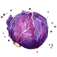 Fresh red cabbage watercolor painting hand painted - 503464773