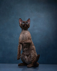 cat breed devon rex on a blue canvas background. Kitten portrait in studio