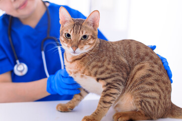 Veterinarian examining cute cat  in clinic