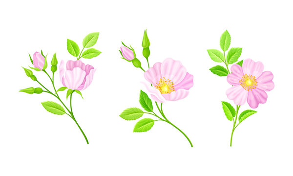 Rose hip pink flowers, buds and green leaves set vector illustration