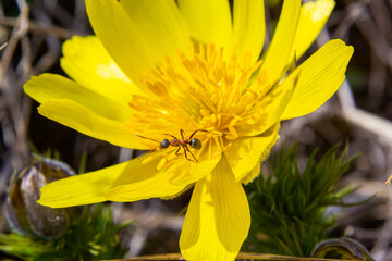 Yellow forest flowers Adonis vernalis, pheasant's eye, spring pheasant's eye, yellow pheasant's eye, false hellebore. The plant is poisonous, containing cardiostimulant compounds