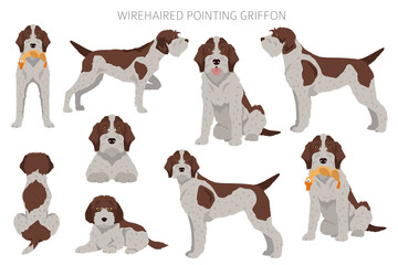 Wirehaired Pointing Griffon clipart. Different poses, coat colors set