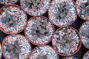 Top view of succulent house plants selection. Succulent plants background.