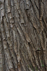 close up of the old bark texture pattern in the forest Vintage background