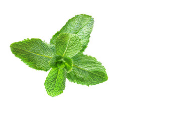 Mentha spicata also known as spearmint, garden, common or lamb mint and mackerel mint, is a species of mint, . Isolated on white background with space for text