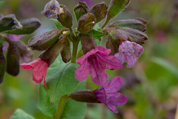 Pulmonaria officinalis, common names lungwort, common lungwort, Mary's tears or Our Lady's milk drops, is a herbaceous rhizomatous evergreen perennial plant of the genus Pulmonaria