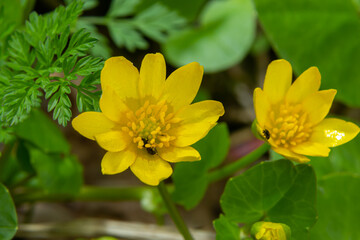 Bright yellow flowers of Ficaria verna against a background of green leaves in early spring