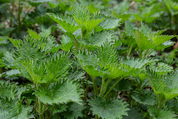 Bush of stinging-nettles. Nettle leaves. Top view. Botanical pattern. Greenery common nettle