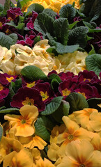 Yellow, purple and white primroses in the store. Spring flowers.