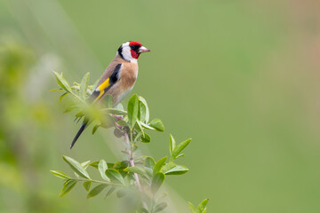 European goldfinch (Carduelis carduelis) perched on a branch, Norfolk, UK