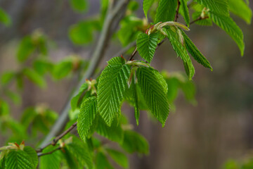 A tree branch with first leaves at spring. Carpinus orientalis.