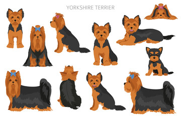 Yorkshire Terrier clipart. Different poses, coat colors set - obrazy, fototapety, plakaty